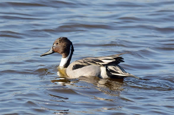 pintail